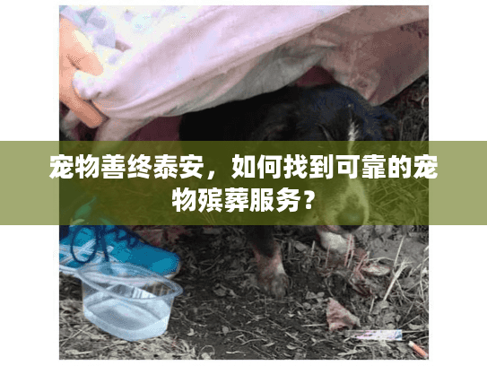 宠物善终泰安，如何找到可靠的宠物殡葬服务？