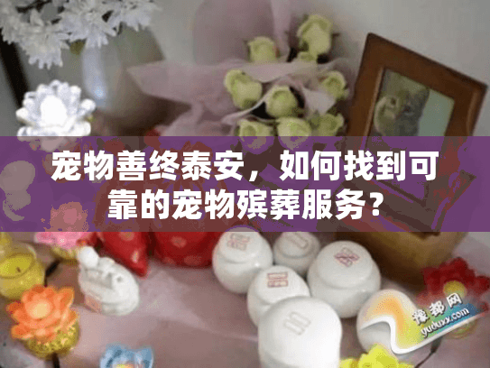 宠物善终泰安，如何找到可靠的宠物殡葬服务？