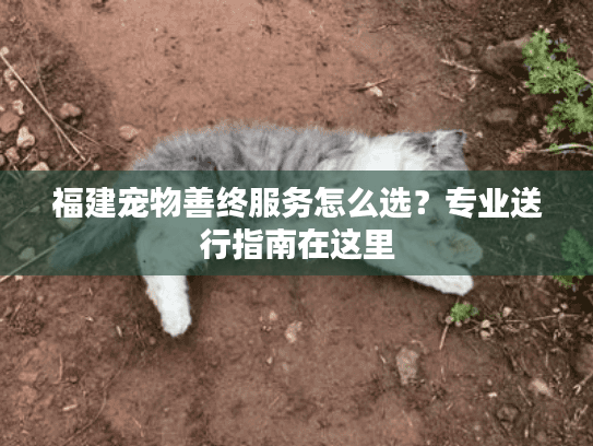 福建宠物善终服务怎么选？专业送行指南在这里