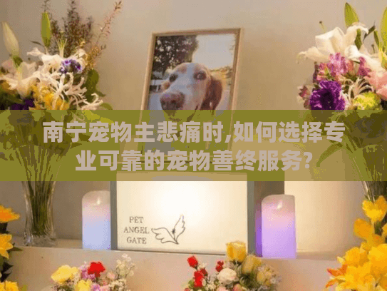 南宁宠物主悲痛时,如何选择专业可靠的宠物善终服务?