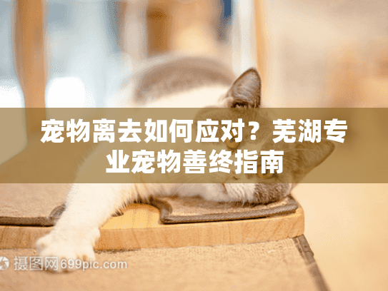 宠物离去如何应对？芜湖专业宠物善终指南