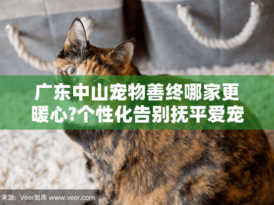 广东中山宠物善终哪家更暖心?个性化告别抚平爱宠离别伤痛