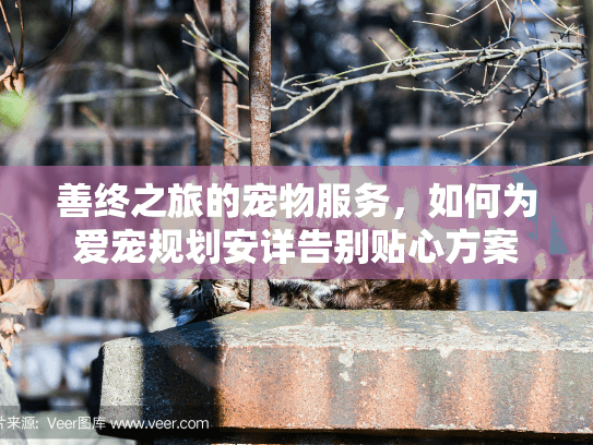 善终之旅的宠物服务，如何为爱宠规划安详告别贴心方案