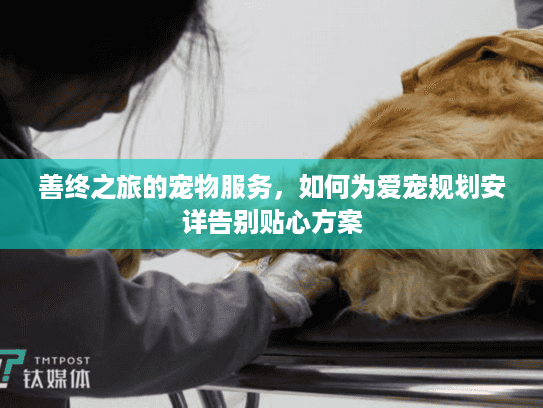 善终之旅的宠物服务，如何为爱宠规划安详告别贴心方案