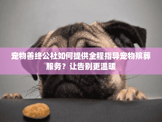 宠物善终公社如何提供全程指导宠物殡葬服务？让告别更温暖