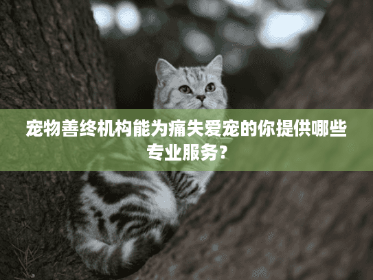 宠物善终机构能为痛失爱宠的你提供哪些专业服务？