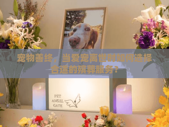 宠物善终，当爱宠离世时如何选择合适的殡葬服务？