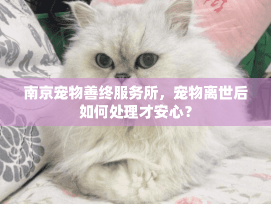 南京宠物善终服务所，宠物离世后如何处理才安心？
