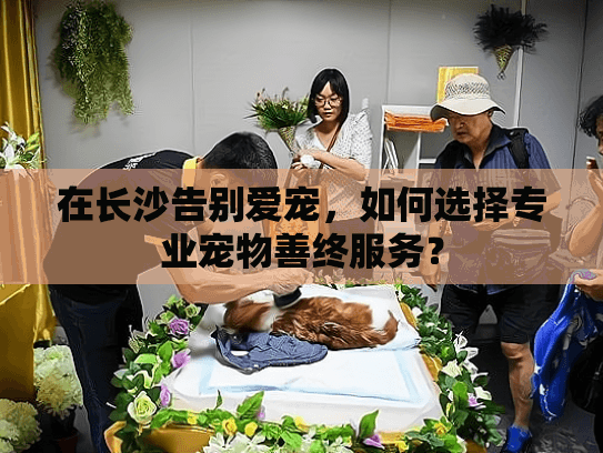 在长沙告别爱宠，如何选择专业宠物善终服务？