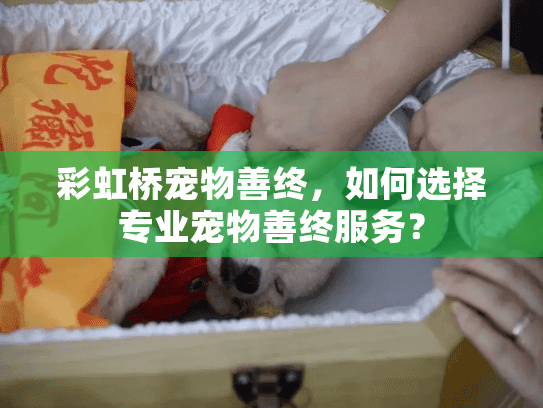 彩虹桥宠物善终，如何选择专业宠物善终服务？