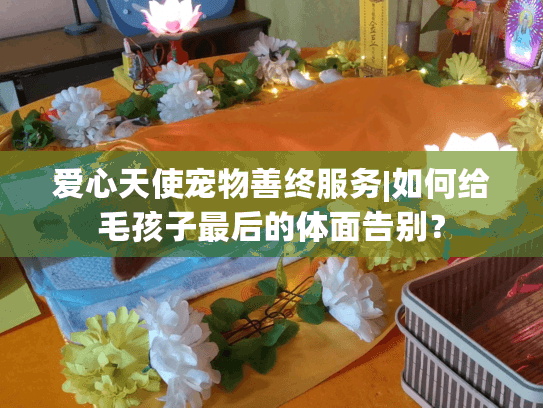 爱心天使宠物善终服务|如何给毛孩子最后的体面告别？