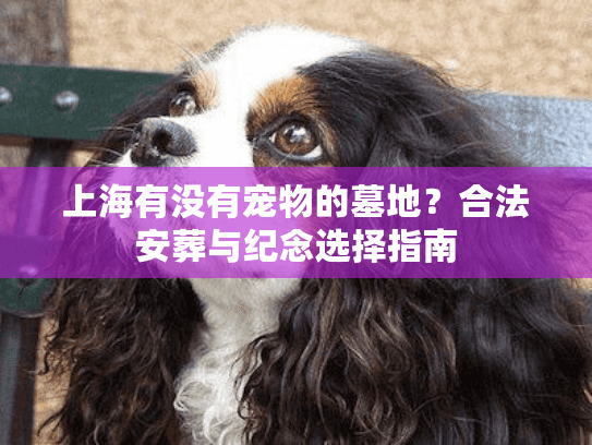 上海有没有宠物的墓地？合法安葬与纪念选择指南