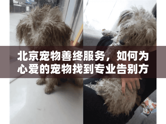 北京宠物善终服务，如何为心爱的宠物找到专业告别方案？