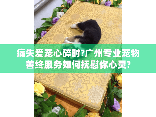 痛失爱宠心碎时?广州专业宠物善终服务如何抚慰你心灵?