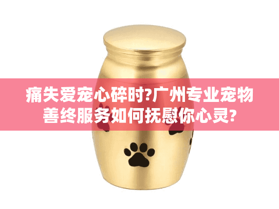 痛失爱宠心碎时?广州专业宠物善终服务如何抚慰你心灵?