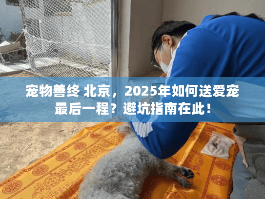 宠物善终 北京，2025年如何送爱宠最后一程？避坑指南在此！