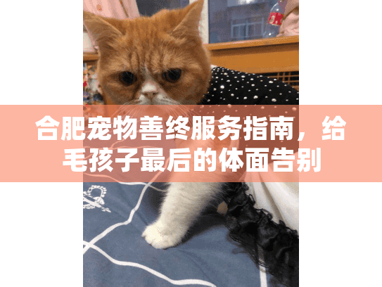 合肥宠物善终服务指南，给毛孩子最后的体面告别