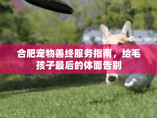 合肥宠物善终服务指南，给毛孩子最后的体面告别