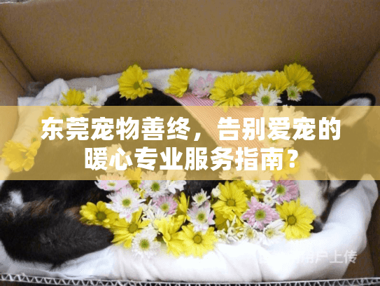 东莞宠物善终，告别爱宠的暖心专业服务指南？