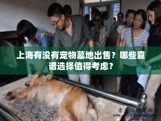 上海有没有宠物墓地出售？哪些靠谱选择值得考虑？