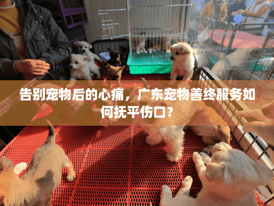 告别宠物后的心痛，广东宠物善终服务如何抚平伤口？