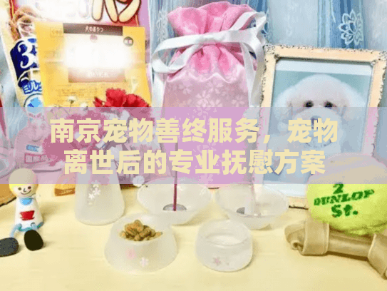 南京宠物善终服务，宠物离世后的专业抚慰方案