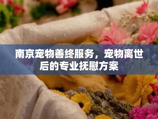 南京宠物善终服务，宠物离世后的专业抚慰方案