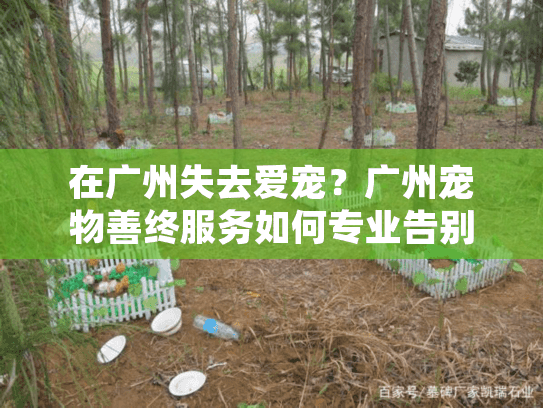 在广州失去爱宠？广州宠物善终服务如何专业告别
