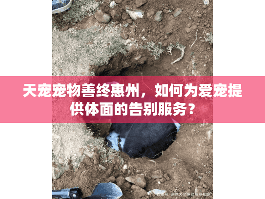 天宠宠物善终惠州，如何为爱宠提供体面的告别服务？