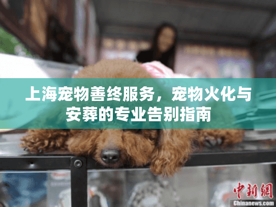 上海宠物善终服务，宠物火化与安葬的专业告别指南