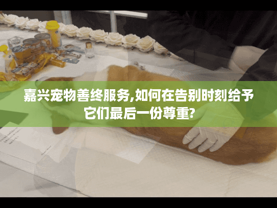 嘉兴宠物善终服务,如何在告别时刻给予它们最后一份尊重?