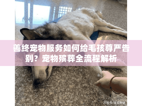 善终宠物服务如何给毛孩尊严告别？宠物殡葬全流程解析