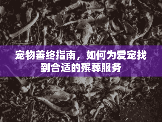宠物善终指南，如何为爱宠找到合适的殡葬服务