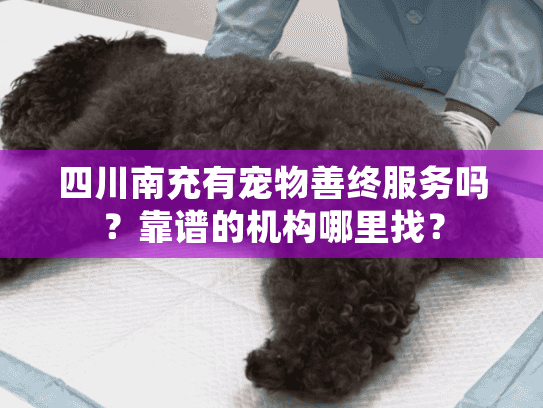 四川南充有宠物善终服务吗？靠谱的机构哪里找？