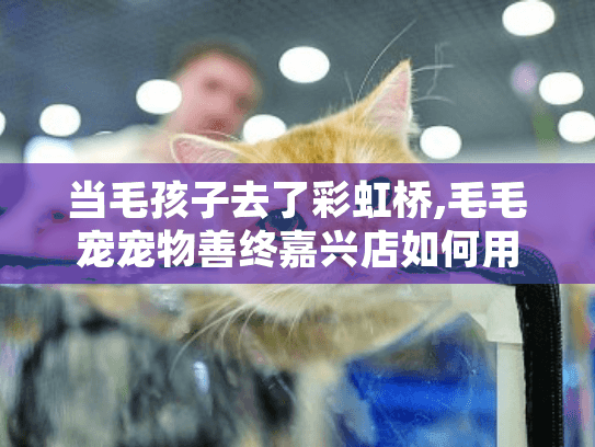 当毛孩子去了彩虹桥,毛毛宠宠物善终嘉兴店如何用温柔送别治愈心灵？