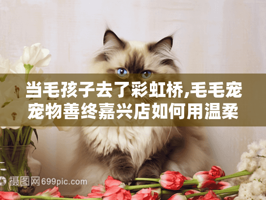 当毛孩子去了彩虹桥,毛毛宠宠物善终嘉兴店如何用温柔送别治愈心灵？