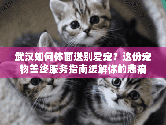 武汉如何体面送别爱宠？这份宠物善终服务指南缓解你的悲痛