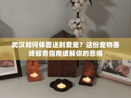 武汉如何体面送别爱宠？这份宠物善终服务指南缓解你的悲痛