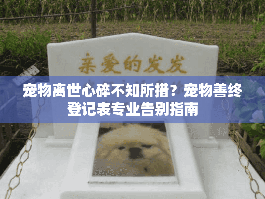 宠物离世心碎不知所措？宠物善终登记表专业告别指南