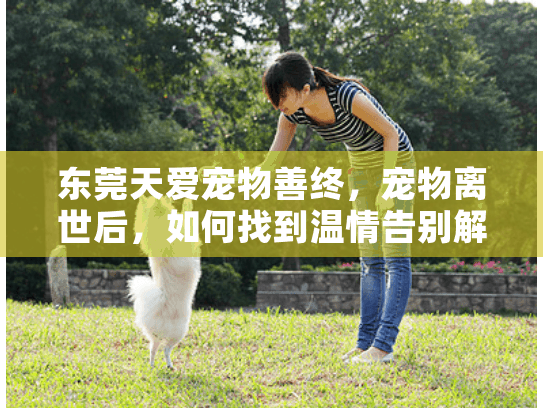 东莞天爱宠物善终，宠物离世后，如何找到温情告别解决方案？