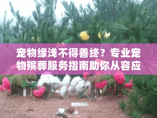 宠物缘浅不得善终？专业宠物殡葬服务指南助你从容应对