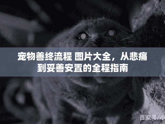 宠物善终流程 图片大全，从悲痛到妥善安置的全程指南