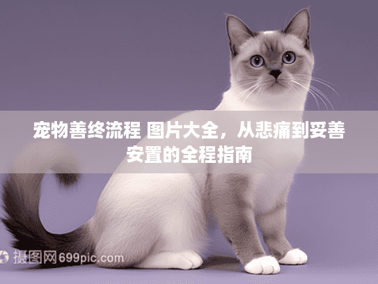 宠物善终流程 图片大全，从悲痛到妥善安置的全程指南