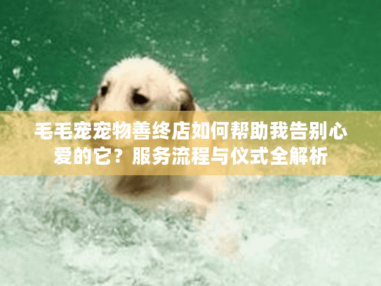 毛毛宠宠物善终店如何帮助我告别心爱的它？服务流程与仪式全解析