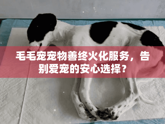 毛毛宠宠物善终火化服务，告别爱宠的安心选择？