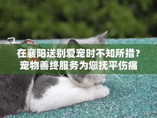 在襄阳送别爱宠时不知所措？宠物善终服务为您抚平伤痛