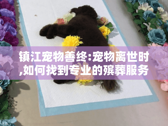 镇江宠物善终:宠物离世时,如何找到专业的殡葬服务?