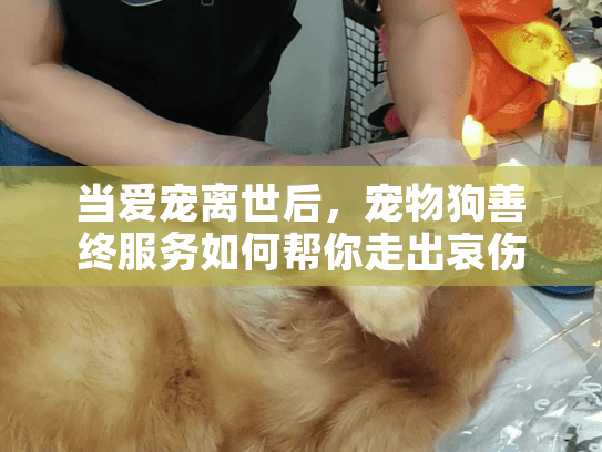 当爱宠离世后，宠物狗善终服务如何帮你走出哀伤？