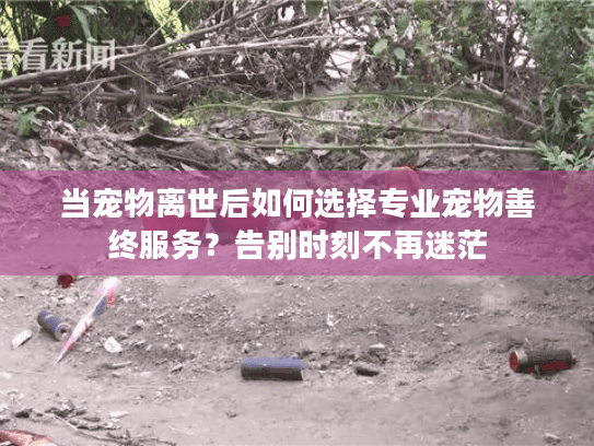 当宠物离世后如何选择专业宠物善终服务？告别时刻不再迷茫