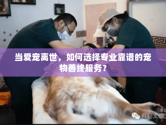 当爱宠离世，如何选择专业靠谱的宠物善终服务？